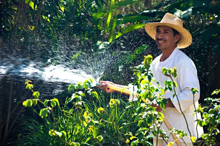 Man in a straw hat watering plants with a hose in a lush garden.