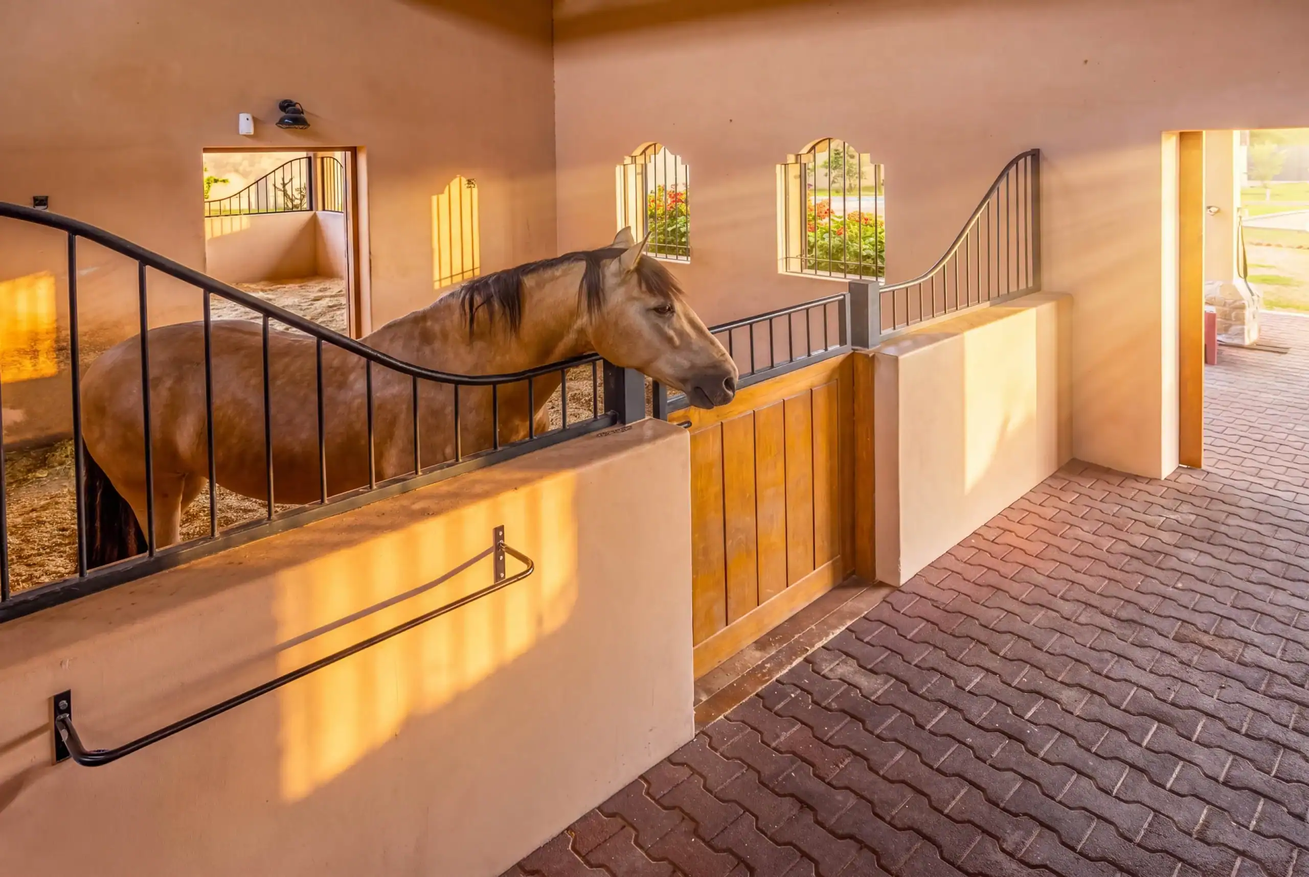 Horse leaning over stable stall railing in sunlit barn, with arched windows and warm orange walls, San Miguel de Allende