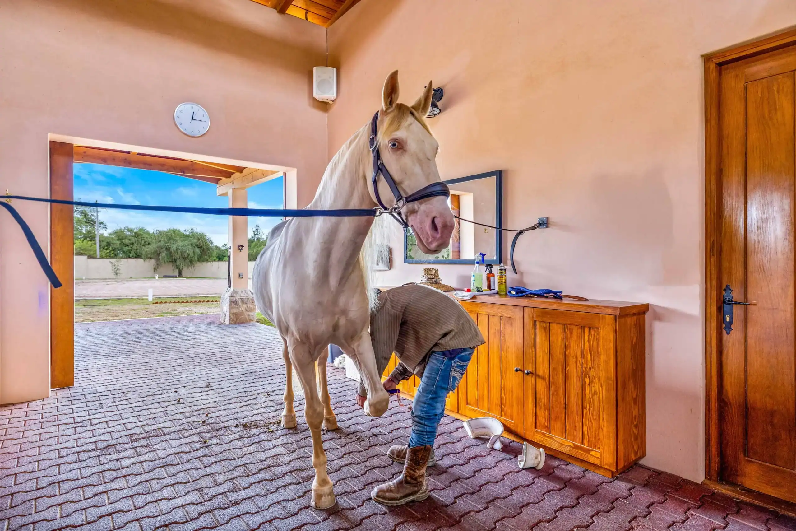 A light-colored horse wearing a bridle stands inside a stable while a person tends to its hooves, San Miguel de Allende