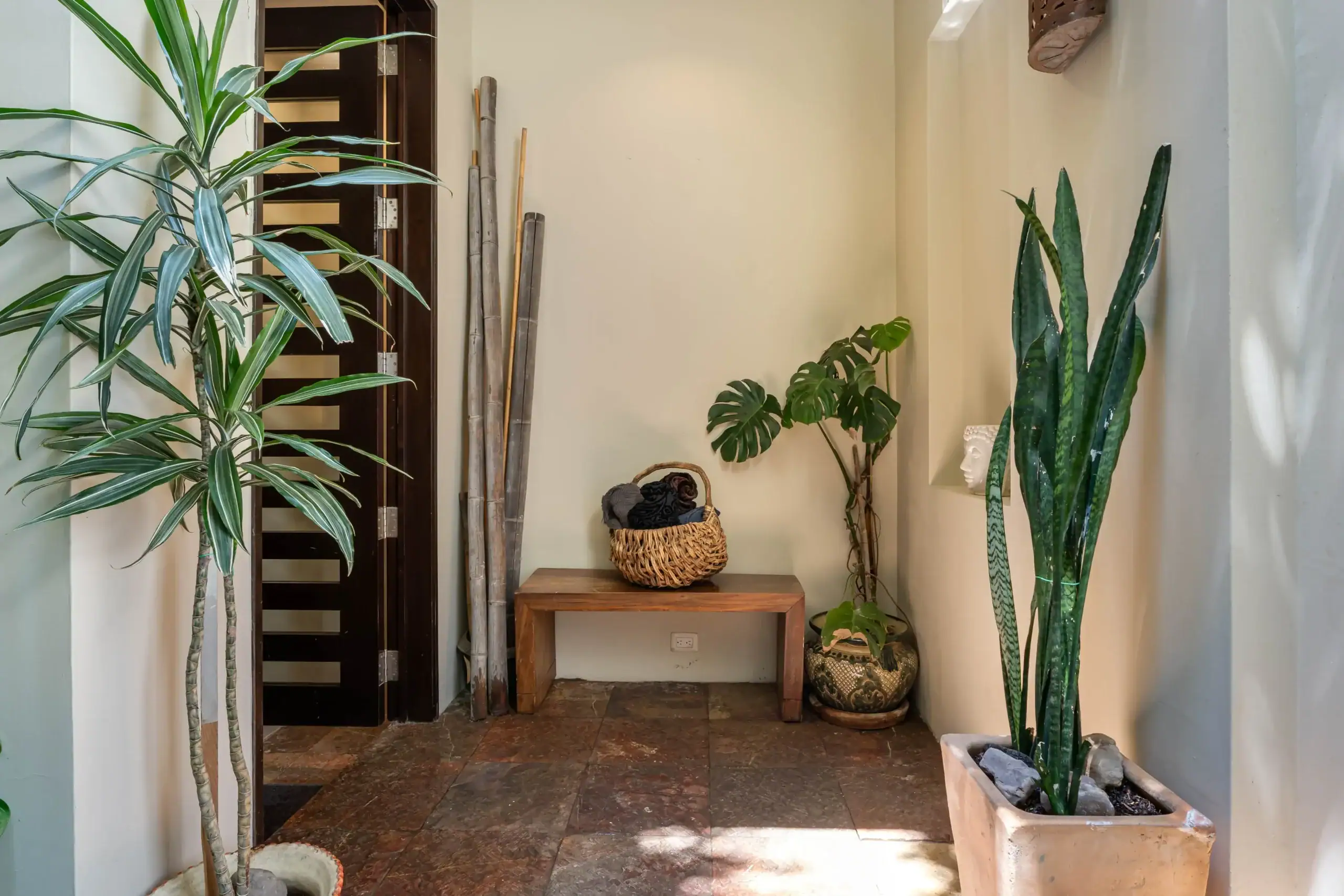 Tall indoor plants flanking a doorway in a sunlit entryway with a wicker basket on a wooden bench and bamboo poles nearby, San Miguel de Allende