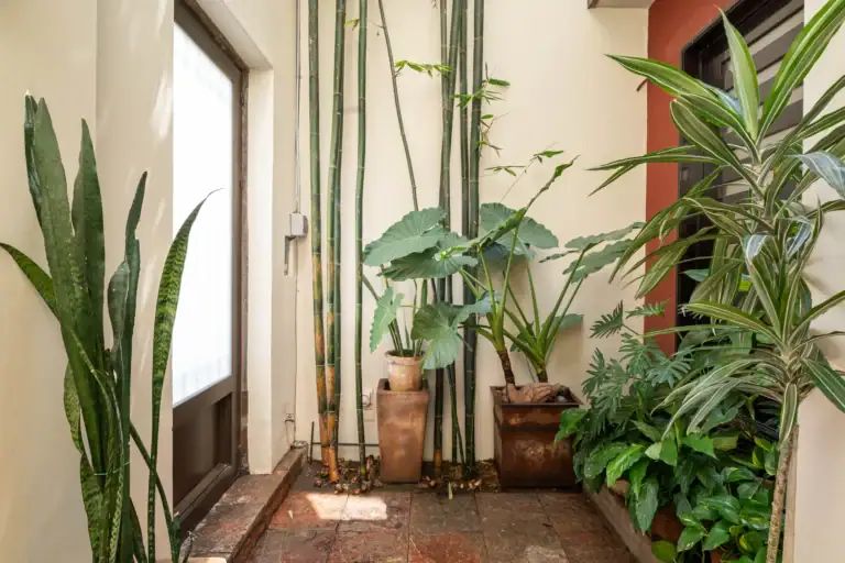 Indoor plant alcove with tall bamboo stalks and large tropical leaves in pots along a cream wall by a doorway, San Miguel de Allende
