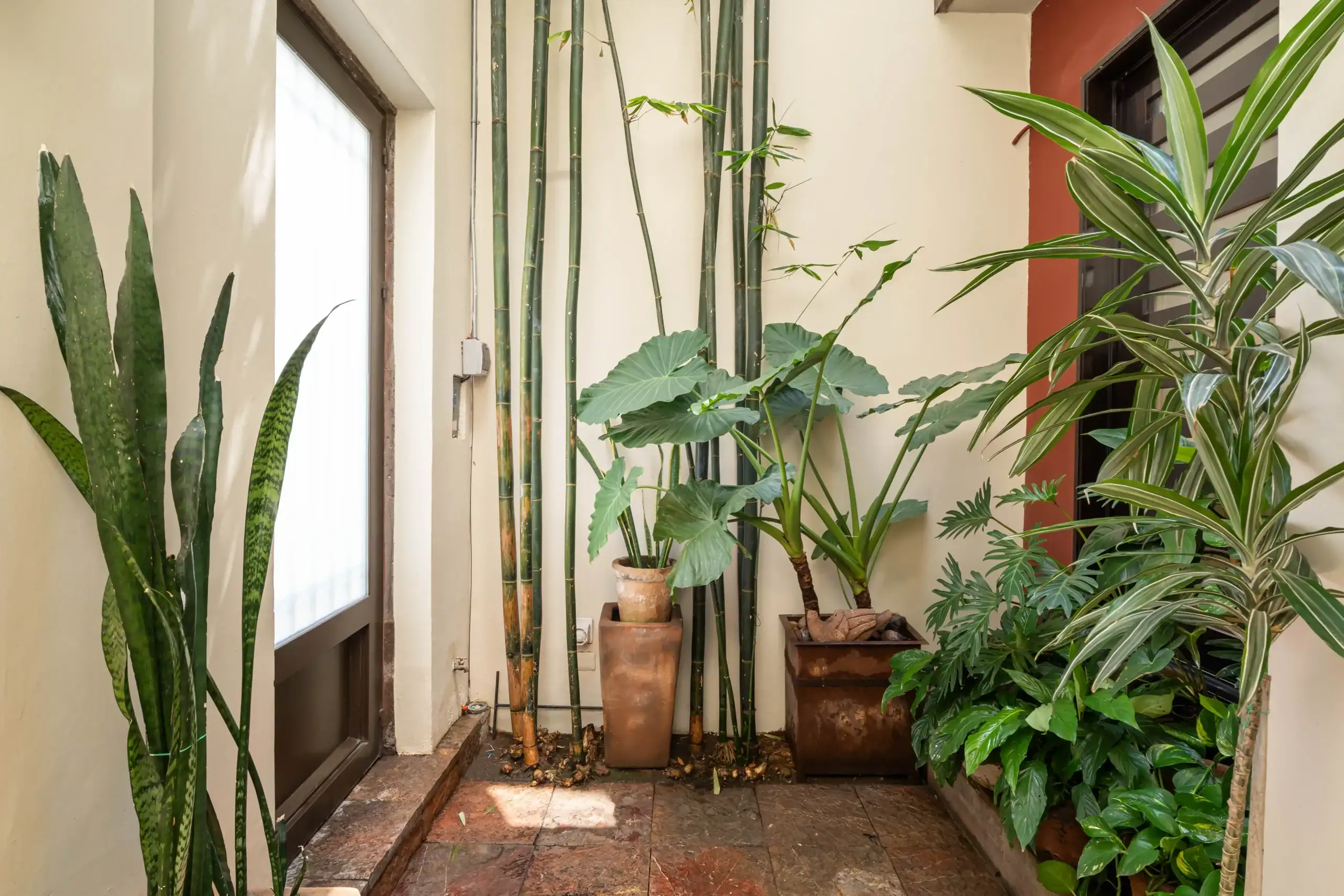 Indoor plant alcove with tall bamboo stalks and large tropical leaves in pots along a cream wall by a doorway, San Miguel de Allende