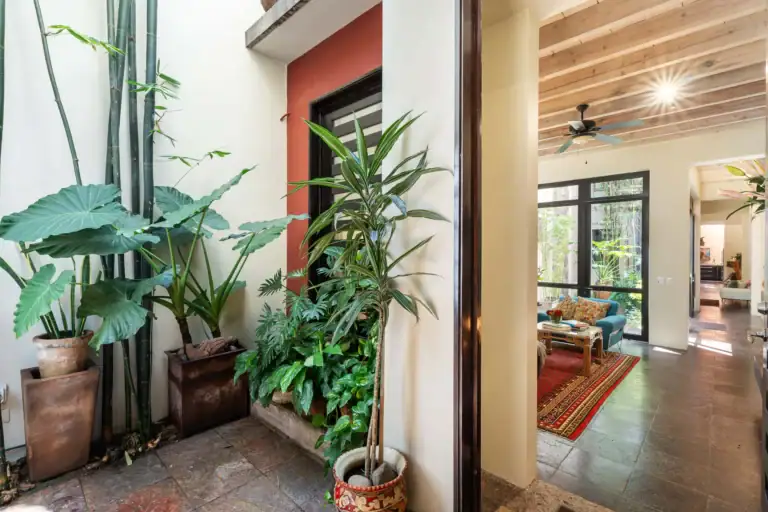 Indoor foyer area with tall tropical plants in ceramic pots along a white wall; doorway leads to a living room with a wood-beam ceiling, ceiling fan, and a patterned rug visible through large windows, San Miguel de Allende