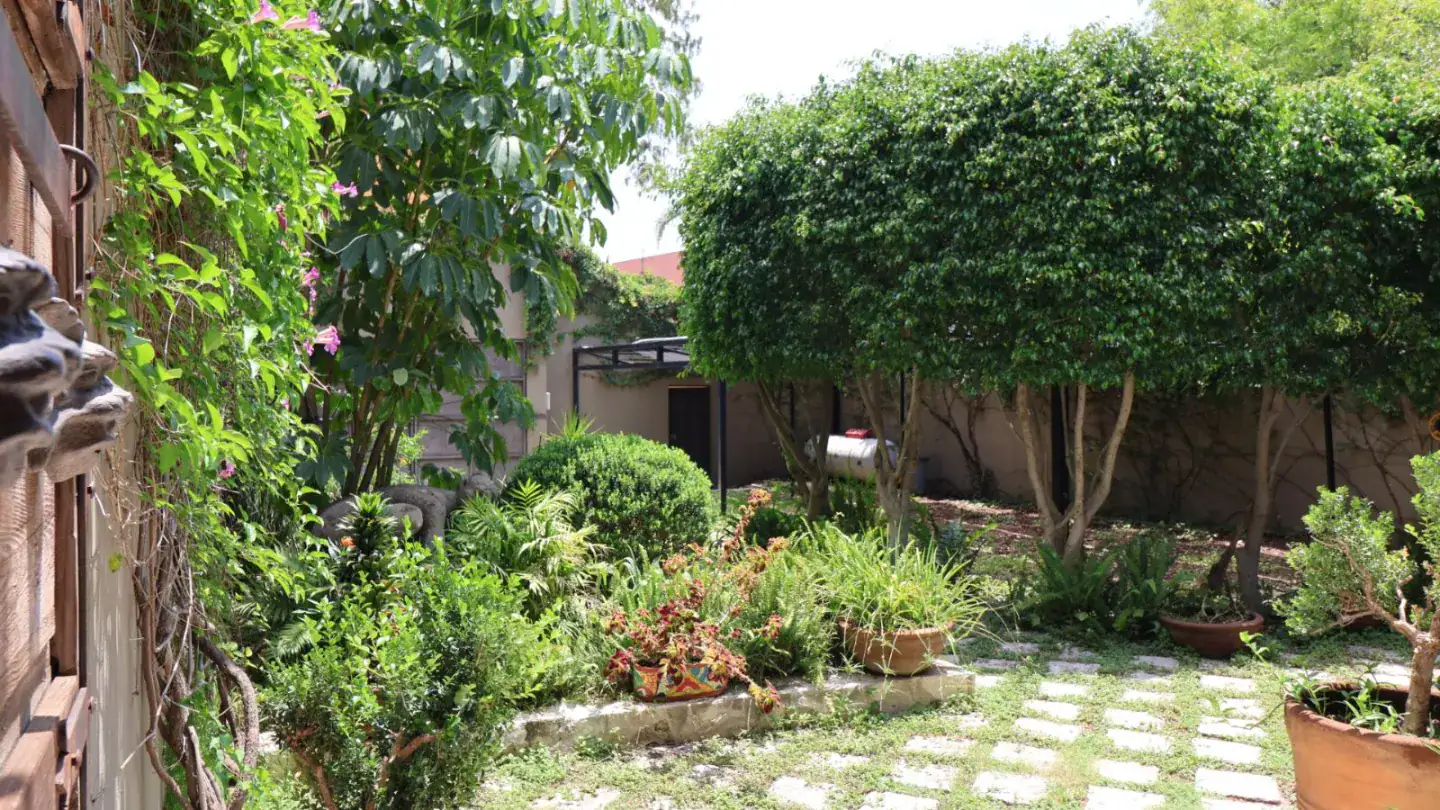 Sunny backyard garden with potted plants, trimmed trees, and a stone path through the greenery, leading to a shaded area, San Miguel de Allende