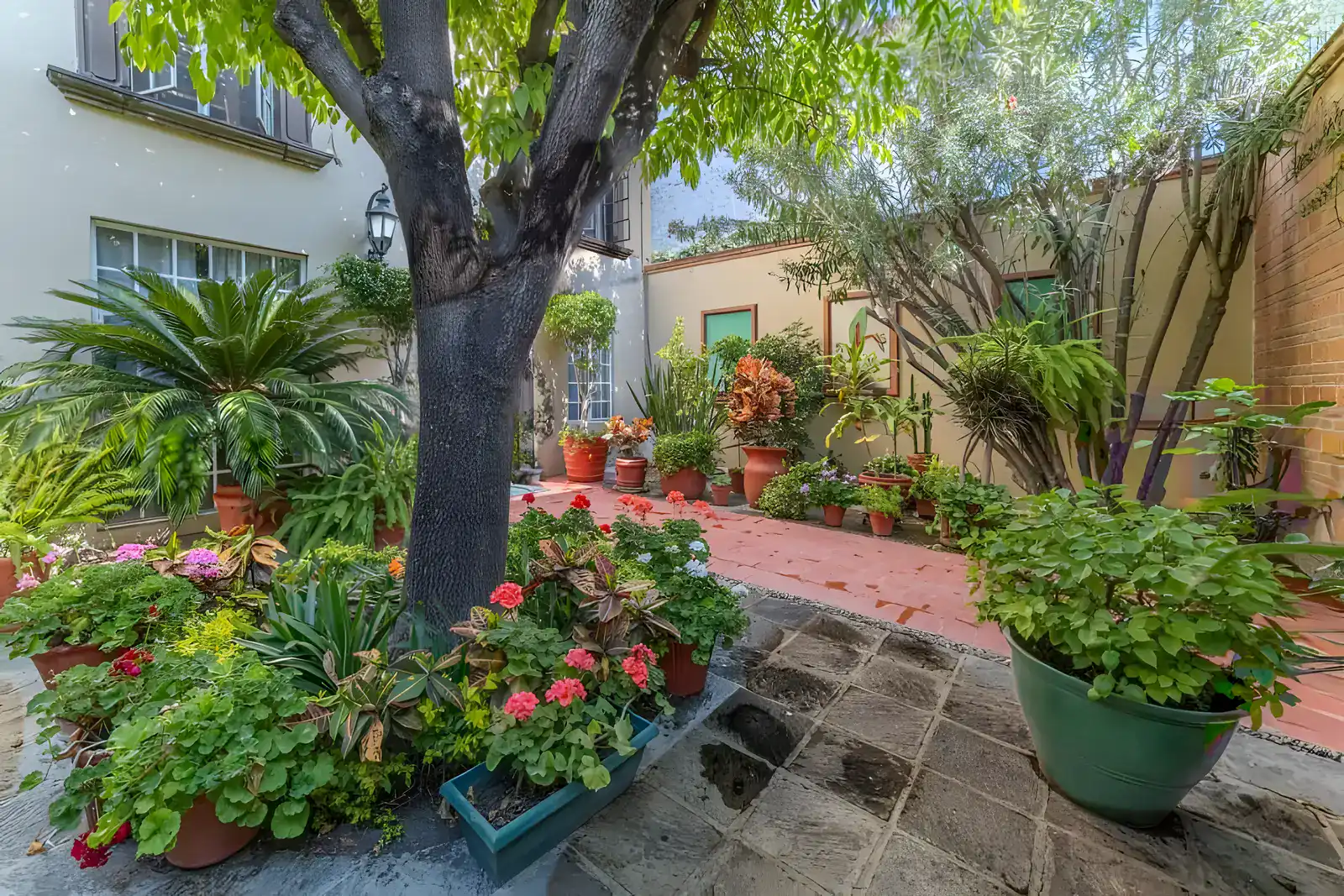 Casa de la Gracia, garden courtyard with a large shade tree, a brick path and potted flowers, San Miguel de Allende