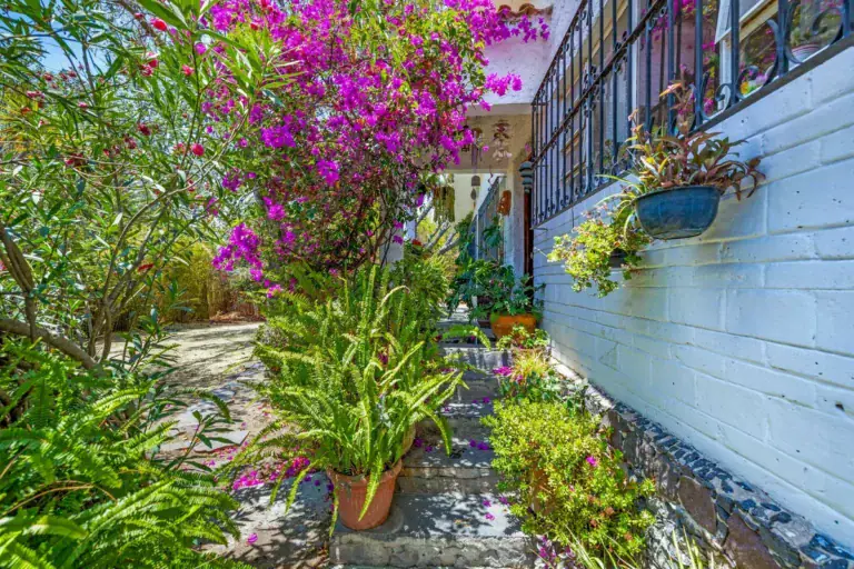 Casa La Chiquita, entry garden path with pink bougainvillea, ferns and potted plants beside a white wall with a metal balcony, San Miguel de Allende