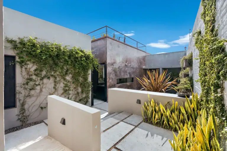 Casa Sanchez Renero, entry courtyard with climbing vines, agaves and concrete stepping stones toward a glass entry, San Miguel de Allende