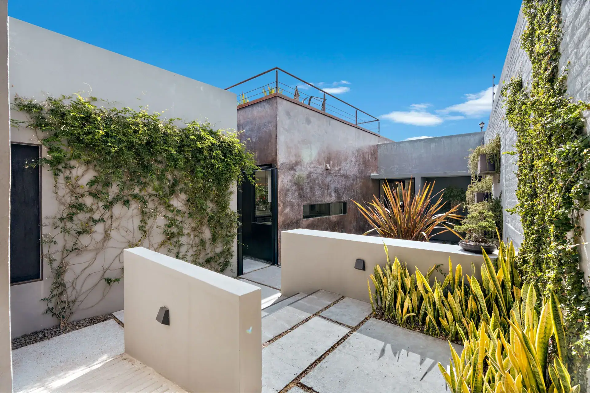 Casa Sanchez Renero, entry courtyard with climbing vines, agaves and concrete stepping stones toward a glass entry, San Miguel de Allende