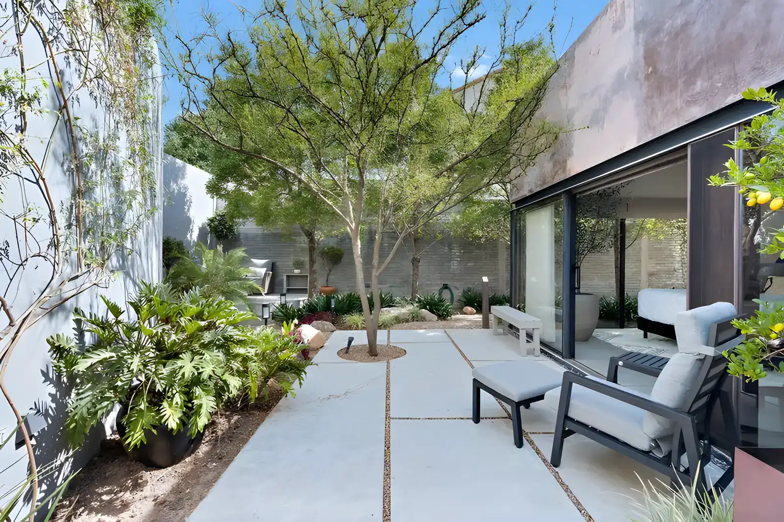 Casa Sanchez Renero, inner courtyard with a mature tree, concrete pavers, lounge chairs and a bedroom beyond, San Miguel de Allende