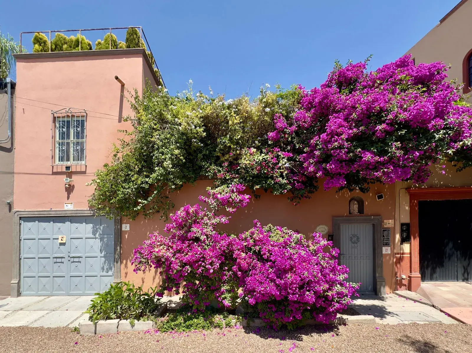 Casa Trebol, street facade with a pink wall, a gray garage door, a gate and bright magenta bougainvillea, San Miguel de Allende