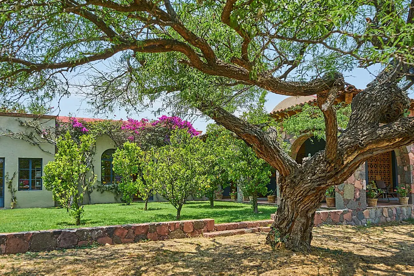 Hacienda Candelaria, low hacienda house behind a mesquite tree and a lawn with bougainvillea, San Miguel de Allende