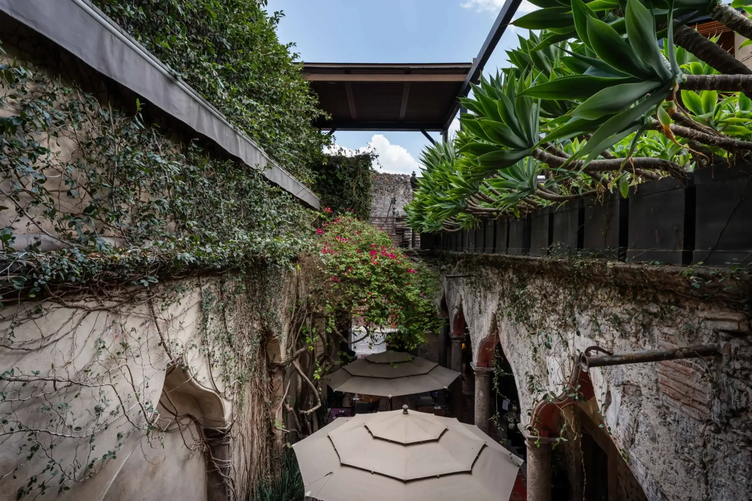Narrow outdoor alley with ivy-clad walls, large succulent plants on the right, and beige patio umbrellas below, San Miguel de Allende