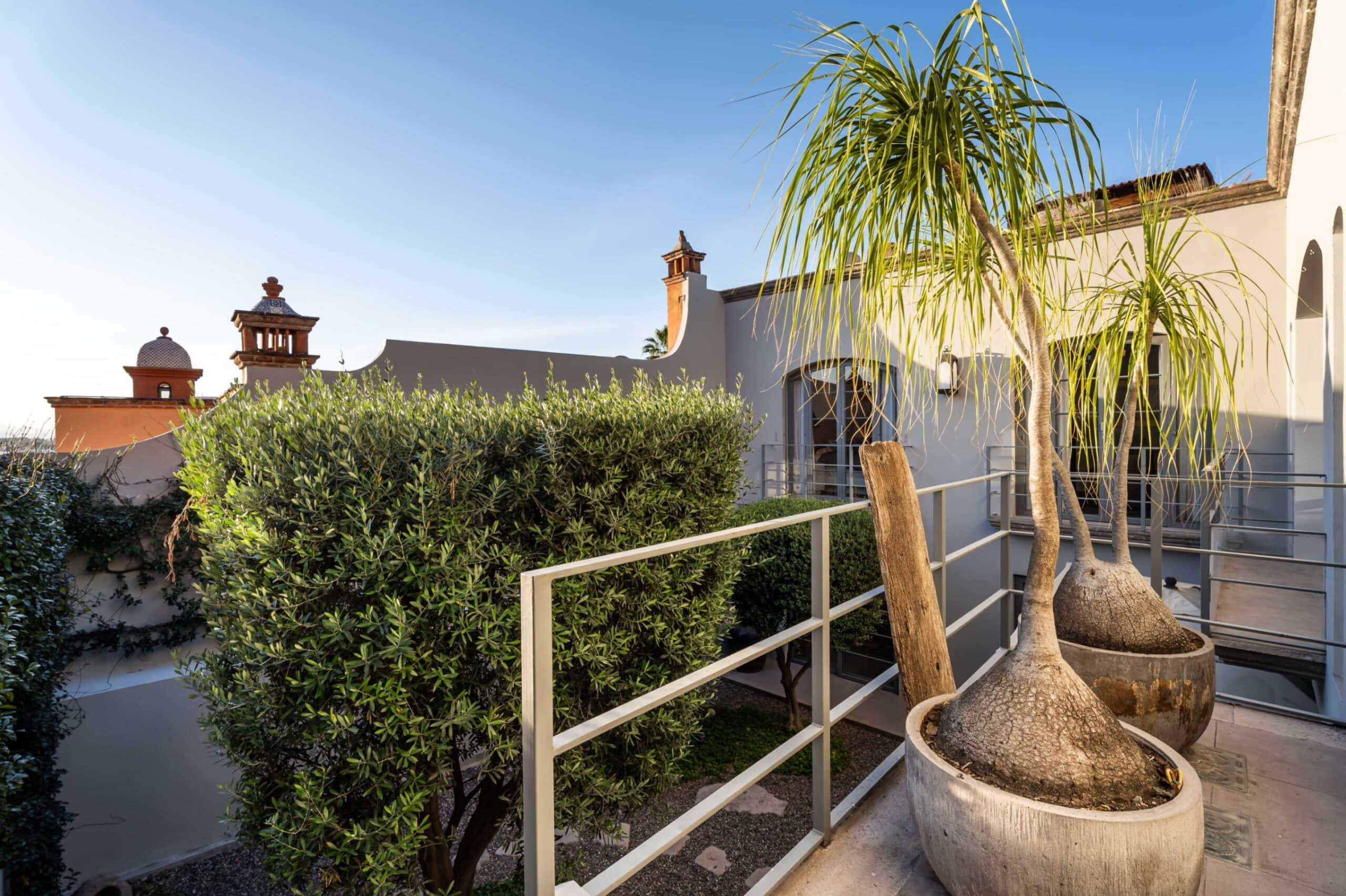 Courtyard scene with large potted palm trees, white walls, and a metal railing under a clear blue sky, San Miguel de Allende