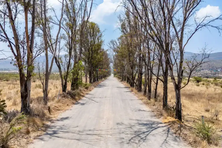 Rancho Guadalupe, dirt access road lined with tall bare trees leading toward distant hills, San Miguel de Allende