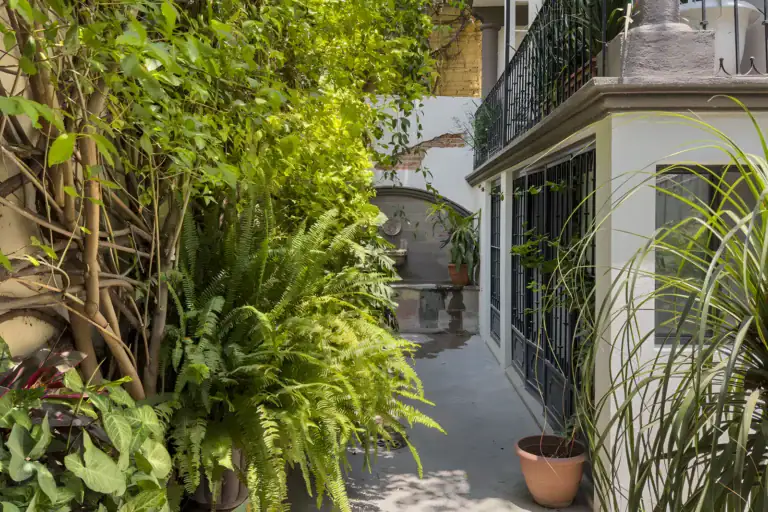 Villa Escondida, garden greenery and ferns beside a balcony and a barred ground-floor window, San Miguel de Allende